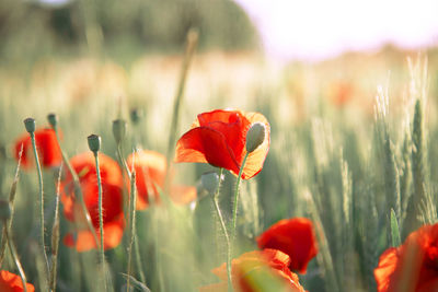 Close-up of red poppy flowers on field