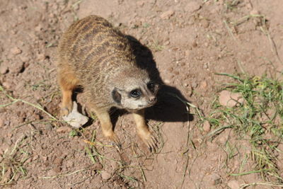 High angle portrait of a meerkat on field