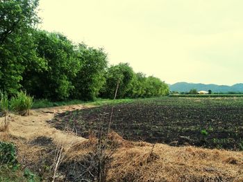 Scenic view of field against clear sky