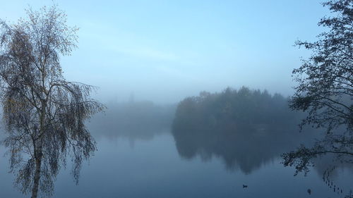 Trees in foggy weather