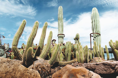 Panoramic view of cactus plants against sky