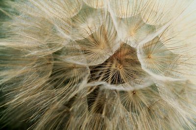 Close-up of dandelion on plant