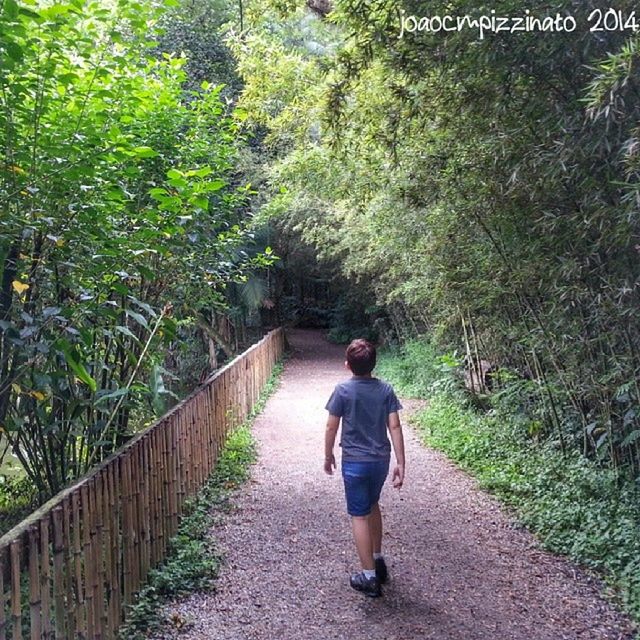 full length, rear view, the way forward, tree, casual clothing, lifestyles, plant, walking, green color, growth, leisure activity, footpath, diminishing perspective, day, forest, outdoors, nature, men