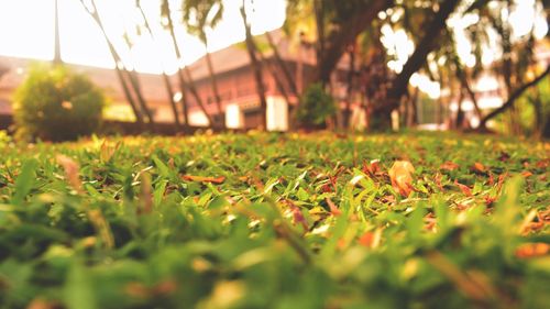 Surface level of grass on field