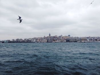 Seagulls flying over sea by city against cloudy sky