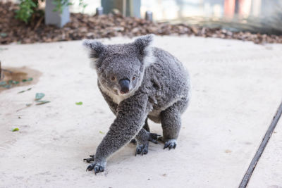 Close-up of an animal