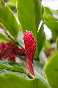 Close-up of red flowering plant