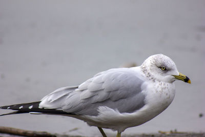 Close-up of seagull perching