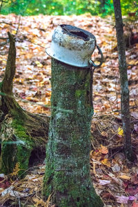 Moss growing on tree trunk