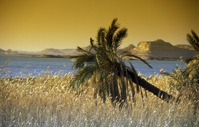 Scenic view of calm lake against clear sky