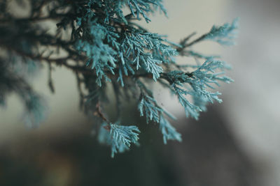 Close-up of pine tree branch during winter