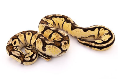 Close-up of a horse on white background