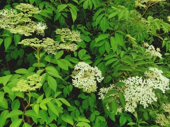 Close-up of white flowers