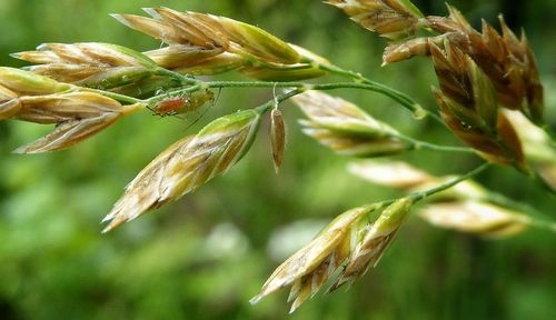 Close-up of plant against blurred background