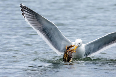 Close-up of swan flying over lake