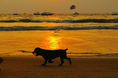 Close-up of dog at sunset