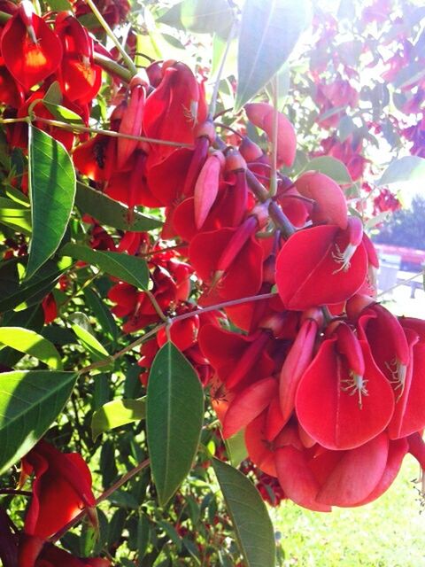 red, growth, freshness, flower, leaf, plant, beauty in nature, nature, fragility, close-up, focus on foreground, petal, day, sunlight, outdoors, blooming, no people, field, green color, tree