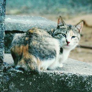 Portrait of cat sitting outdoors