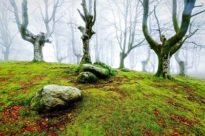 Trees growing on field