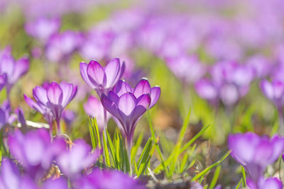 Close-up of purple crocus flowers on field