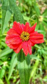 Close-up of red flower