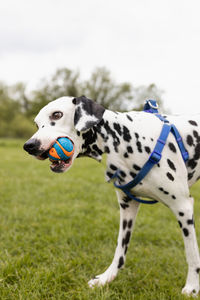 Close-up of a dog on field