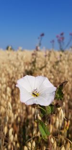 Close-up of white flowering plant against clear sky