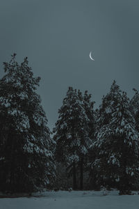 Low angle view of snow covered trees against sky at night