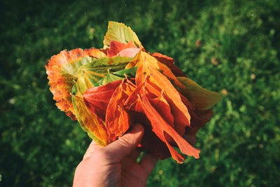 Close-up of hand holding leaves