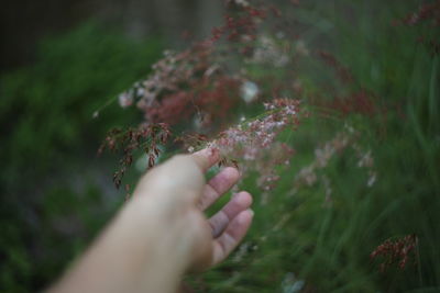 Midsection of person holding flowering plant