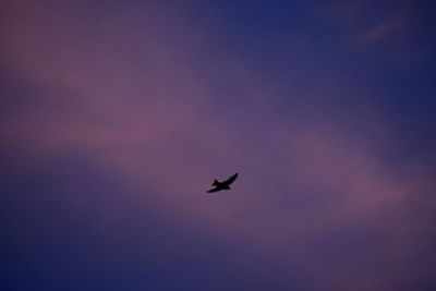 Low angle view of eagle flying against sky