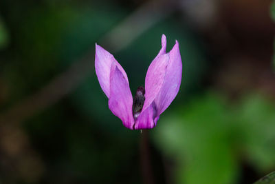 Close-up of pink crocus flower