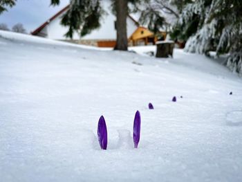 Crocuses coming out of the snow in spring with cabin in the background