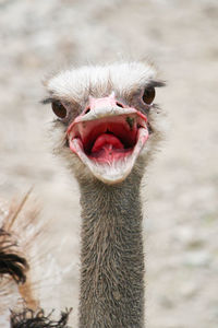 Close-up portrait of ostrich