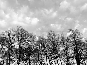 Low angle view of bare trees against sea