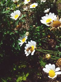 Close-up of white daisy flowers blooming outdoors