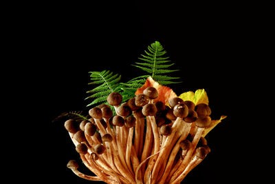 Close-up of cactus against black background