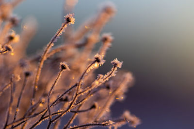 Autumn's frozen whisper. meadows embracing winter's arrival in northern europe