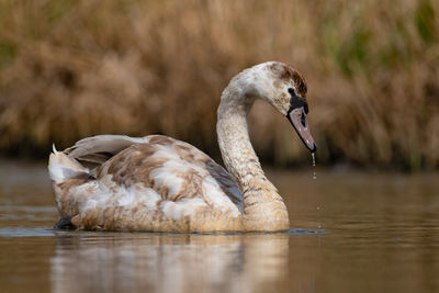 Close-up of swan in lake