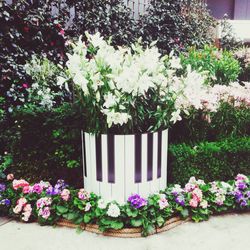 Pink flowers blooming in park