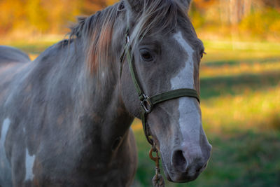 Close-up of horse in ranch