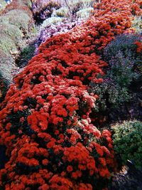 Close-up of red flowering plant