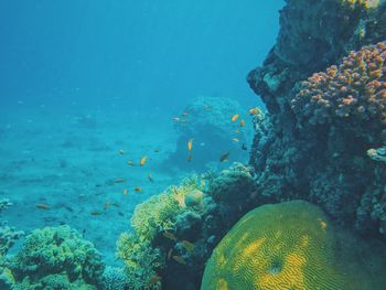 Fish swimming in sea