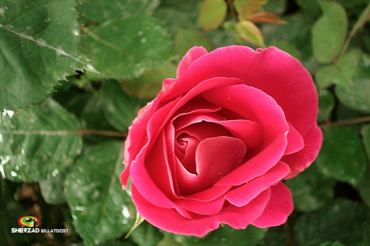 flower, petal, freshness, flower head, fragility, rose - flower, close-up, beauty in nature, growth, focus on foreground, pink color, blooming, single flower, nature, red, plant, rose, in bloom, high angle view, day