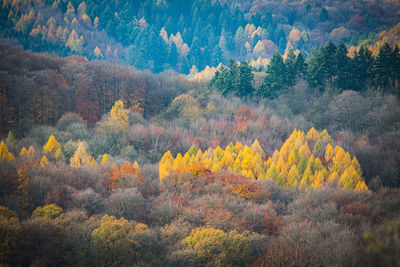 View over an autumn forest in the light of the evening sun. november scene.