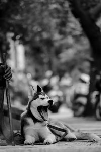 Dog looking away outdoors