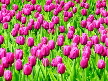 Close-up of pink tulips blooming on field