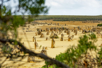 View of an animal on landscape