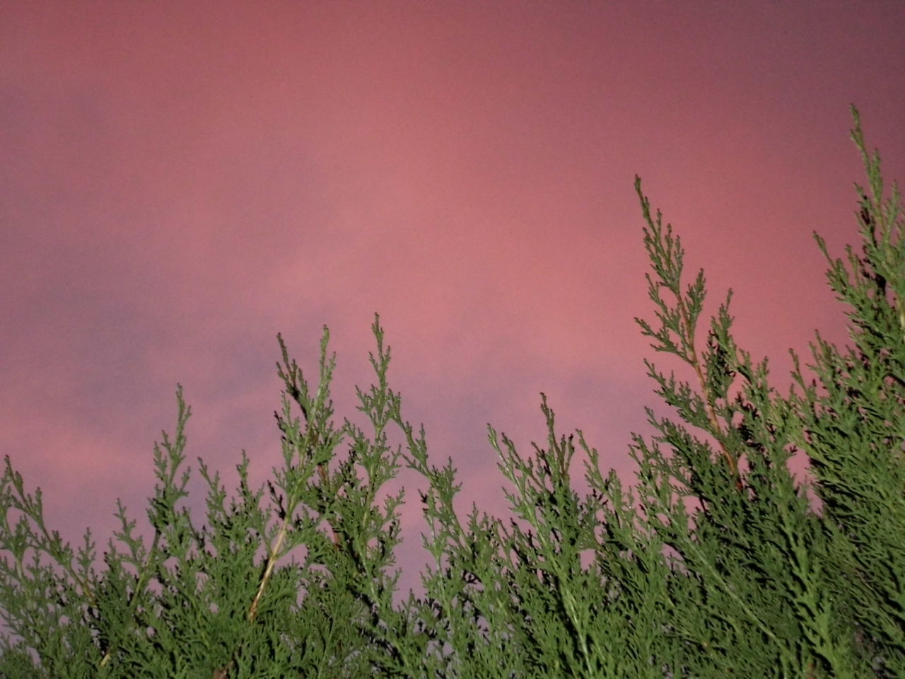 LOW ANGLE VIEW OF PINK FLOWERING PLANTS AGAINST SKY