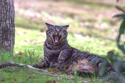 Portrait of a cat lying on grass